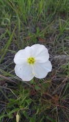 Oenothera speciosa