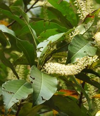 Quintinia