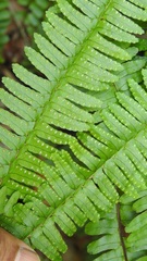 Nephrolepis rivularis
