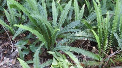 Nephrolepis rivularis