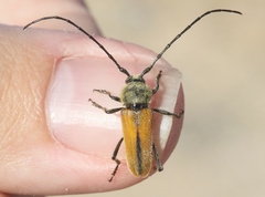 Crossidius suturalis