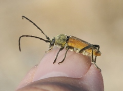 Crossidius suturalis