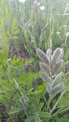 Lupinus texensis