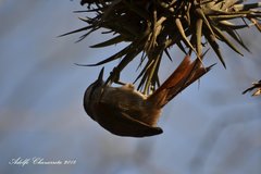 Cranioleuca pyrrhophia