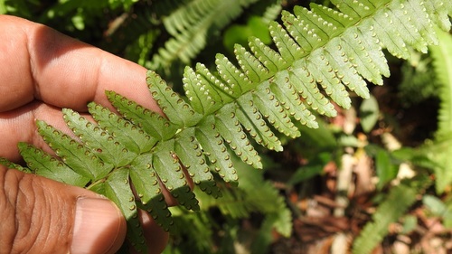 Streamside Swordfern
