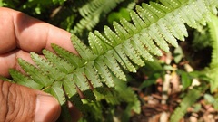 Nephrolepis rivularis