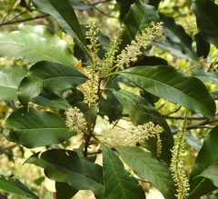 Quintinia
