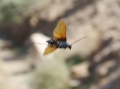 Pepsis pallidolimbata