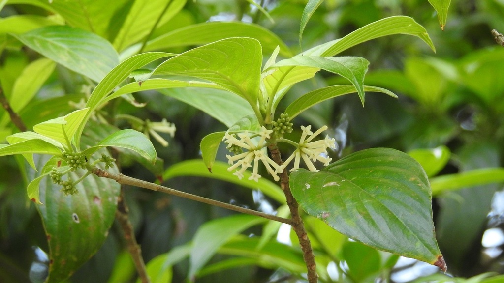 Arachnothryx chiapensis