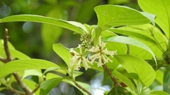 Arachnothryx chiapensis