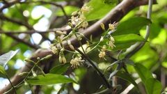 Chiococca phaenostemon