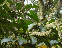 Quintinia