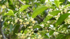Chiococca phaenostemon