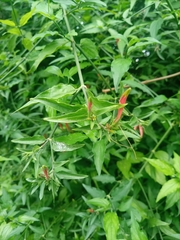 Clinacanthus nutans
