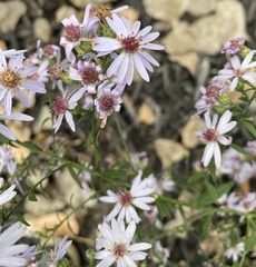 Symphyotrichum drummondii