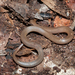 Rim Rock Crowned Snake - Photo (c) AJ_Explorers, some rights reserved (CC BY-NC), uploaded by AJ_Explorers