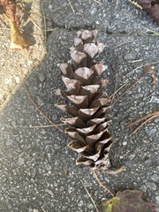 Pinus strobus