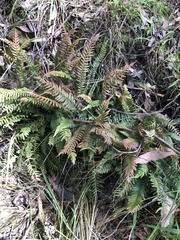 Blechnum parrisiae