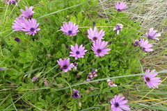 Dimorphotheca jucunda