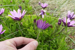 Dimorphotheca jucunda