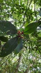 Psychotria mexiae