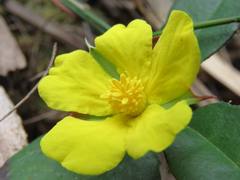 Hibbertia dentata