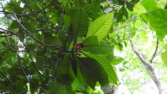 Psychotria mexiae