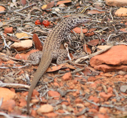 Aspidoscelis tigris