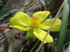 Hibbertia dentata
