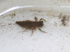 Cordulegaster dorsalis