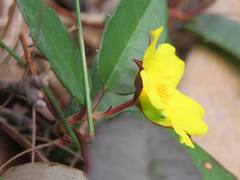 Hibbertia dentata