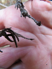 Neolasioptera mimuli