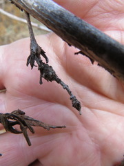 Neolasioptera mimuli