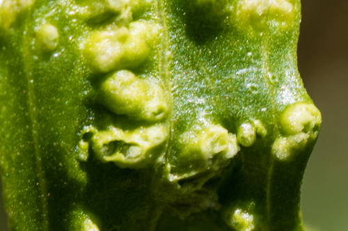 Mule Fat Blister Mite