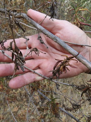 Neolasioptera mimuli