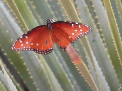 Danaus gilippus