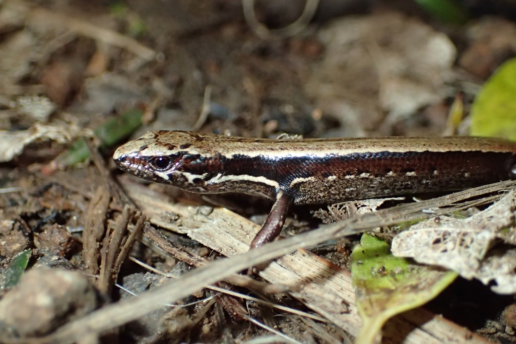 Kakerakau Skink