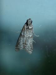 Ectomyelois ceratoniae