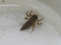 Cordulegaster dorsalis