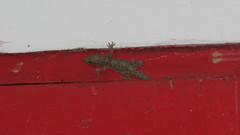 Hemidactylus angulatus