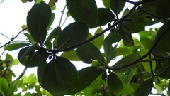 Ternstroemia oocarpa