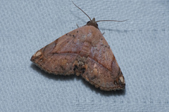 Eublemma abrupta
