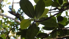 Ternstroemia oocarpa