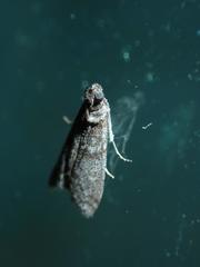 Ectomyelois ceratoniae