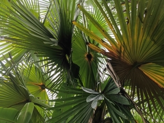 Corypha umbraculifera