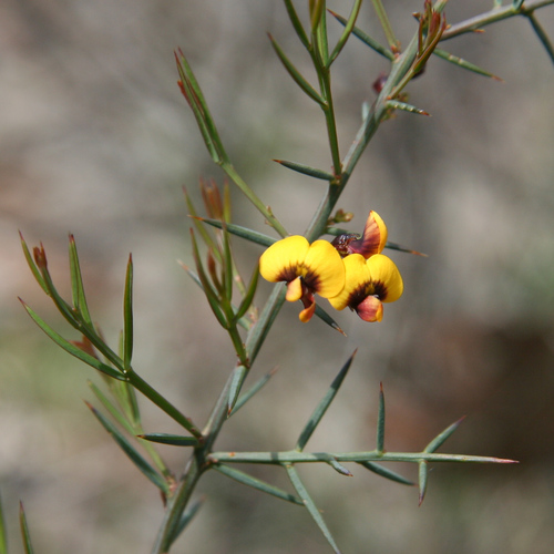 Image of Daviesia genistifolia by (c) yatesy, some rights reserved (CC BY)