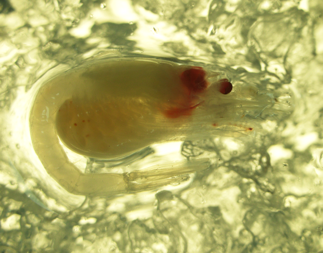 Boreomysis arctica