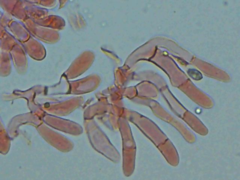 Rhopalogaster transversarius