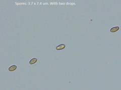 Rhopalogaster transversarius