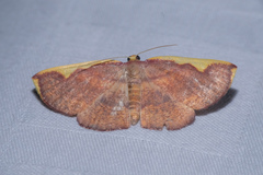 Nothomiza flavicosta